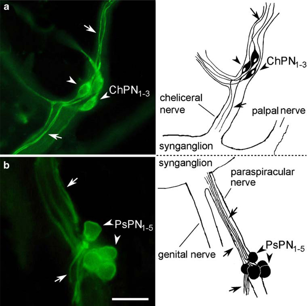 Fig. 8