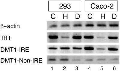 Fig 1.