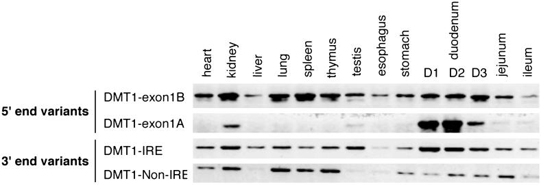 Fig 3.