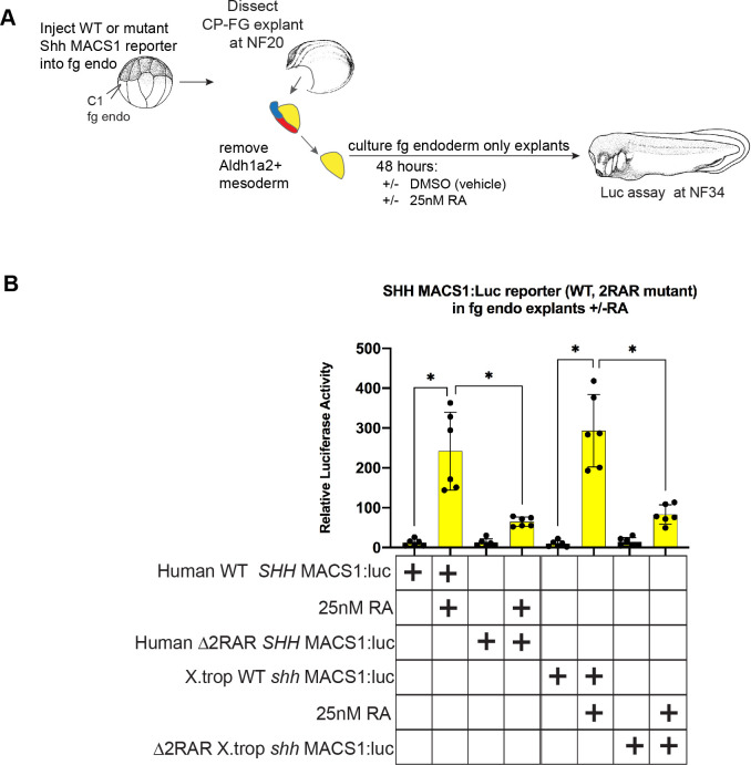 Figure 6—figure supplement 2.