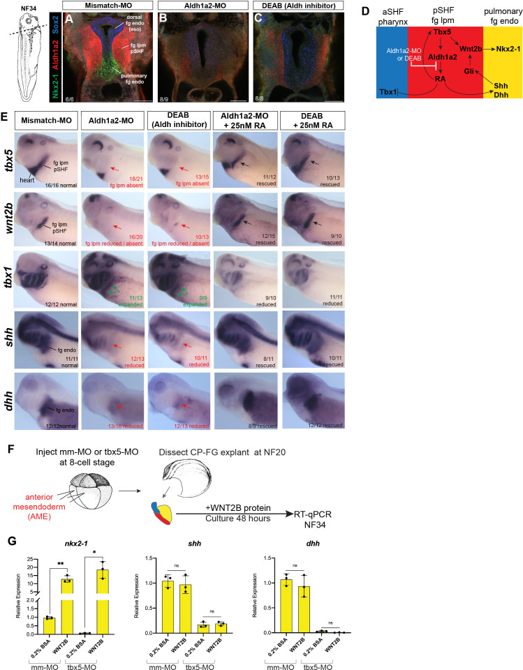 Figure 3—figure supplement 1.