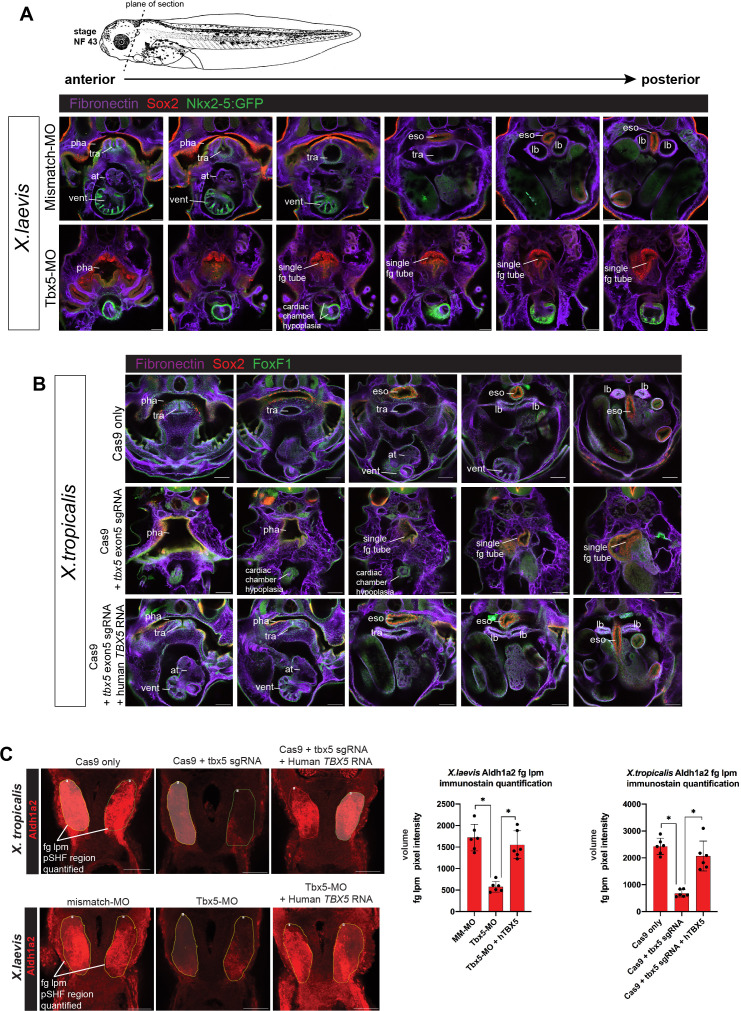 Figure 2—figure supplement 1.