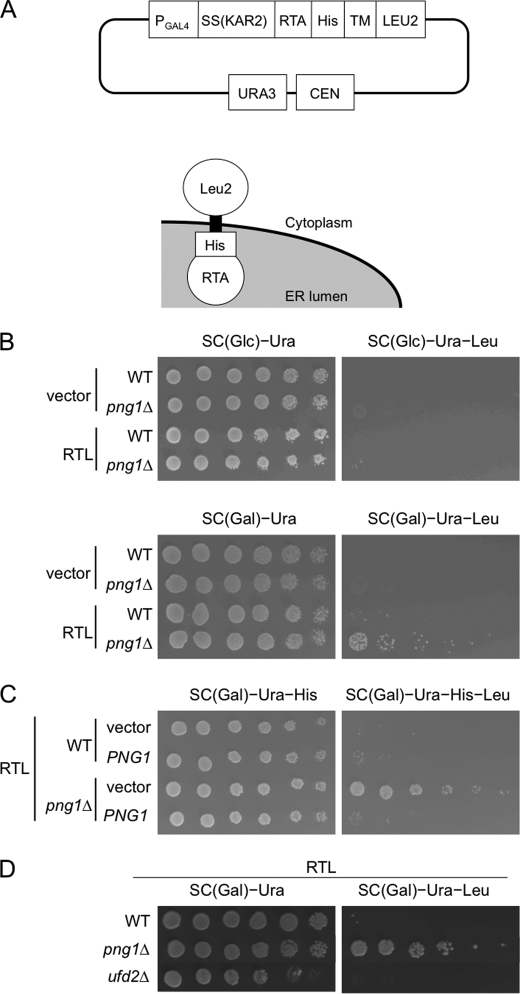 FIGURE 1.