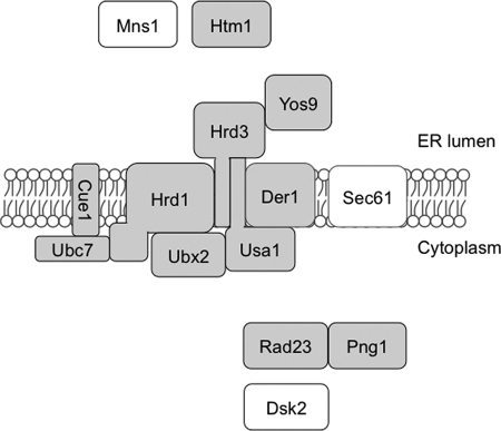 FIGURE 7.