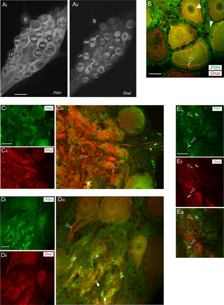 Fig. 6.