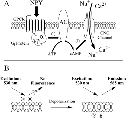 Fig. 1.