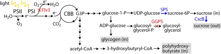 Fig. 1