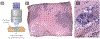 Fig 1.