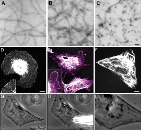 FIGURE 6: