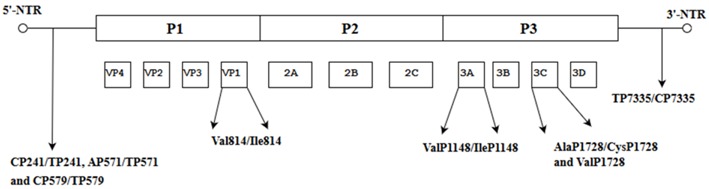 graphic file with name viruses-10-00320-i008.jpg