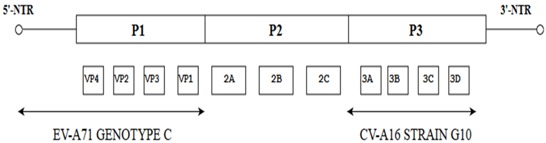 graphic file with name viruses-10-00320-i001.jpg