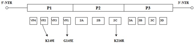 graphic file with name viruses-10-00320-i013.jpg