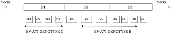 graphic file with name viruses-10-00320-i006.jpg