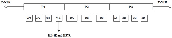 graphic file with name viruses-10-00320-i012.jpg