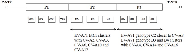 graphic file with name viruses-10-00320-i004.jpg