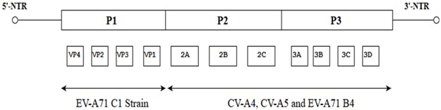 graphic file with name viruses-10-00320-i003.jpg