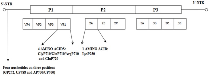 graphic file with name viruses-10-00320-i009.jpg