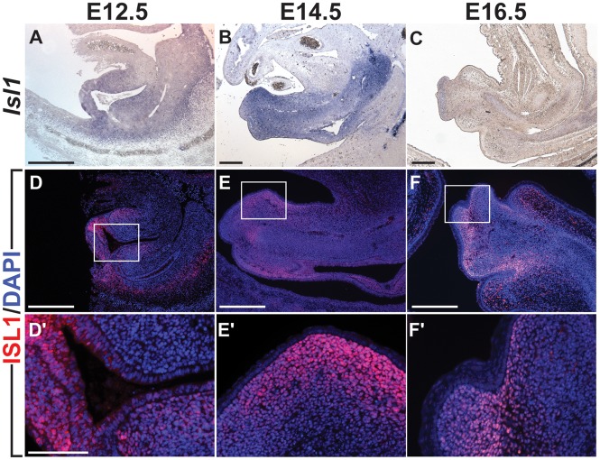 Figure 1.