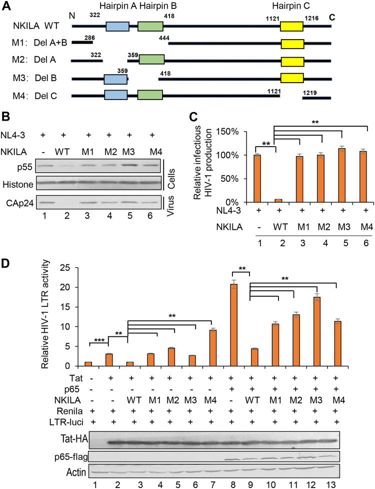 FIG 6