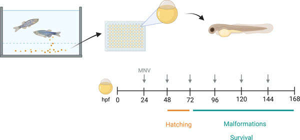 Figure 6: