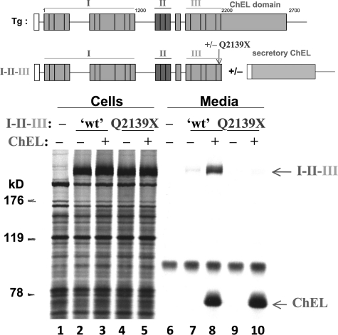 FIGURE 1.