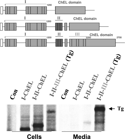 FIGURE 7.