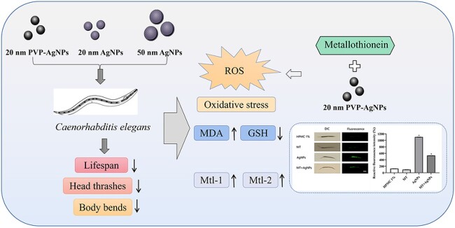 Graphical Abstract