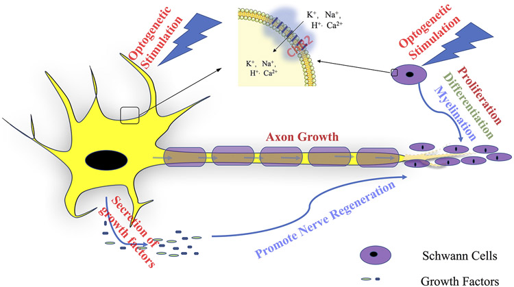 Figure 2: