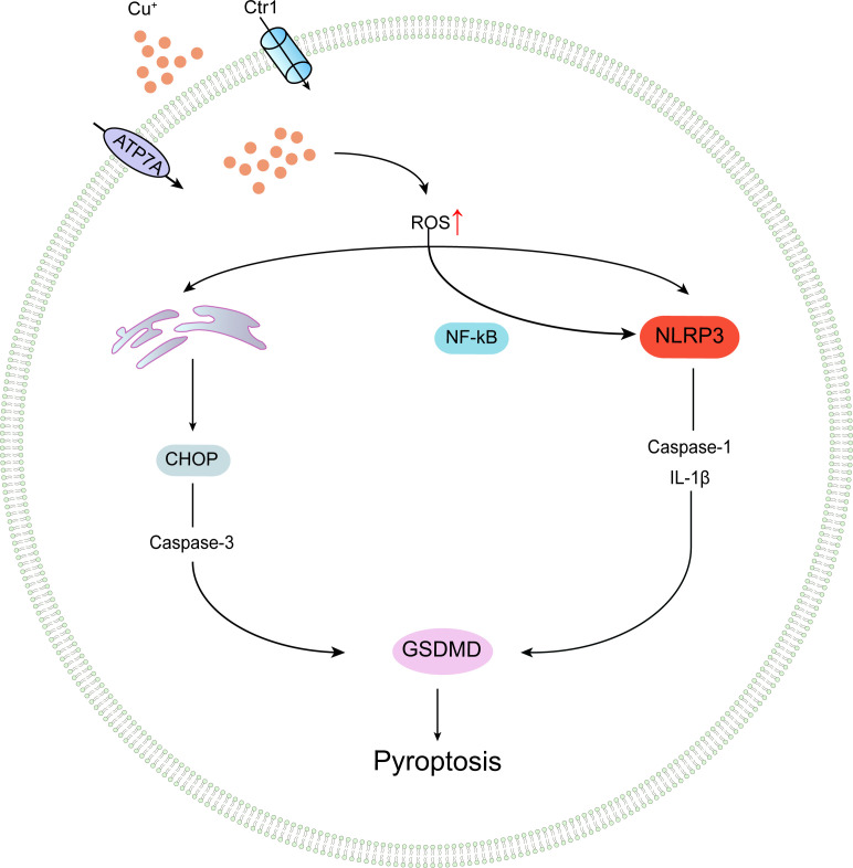 Figure 4