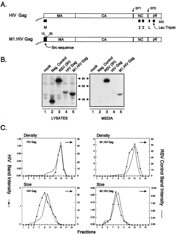 FIG. 1