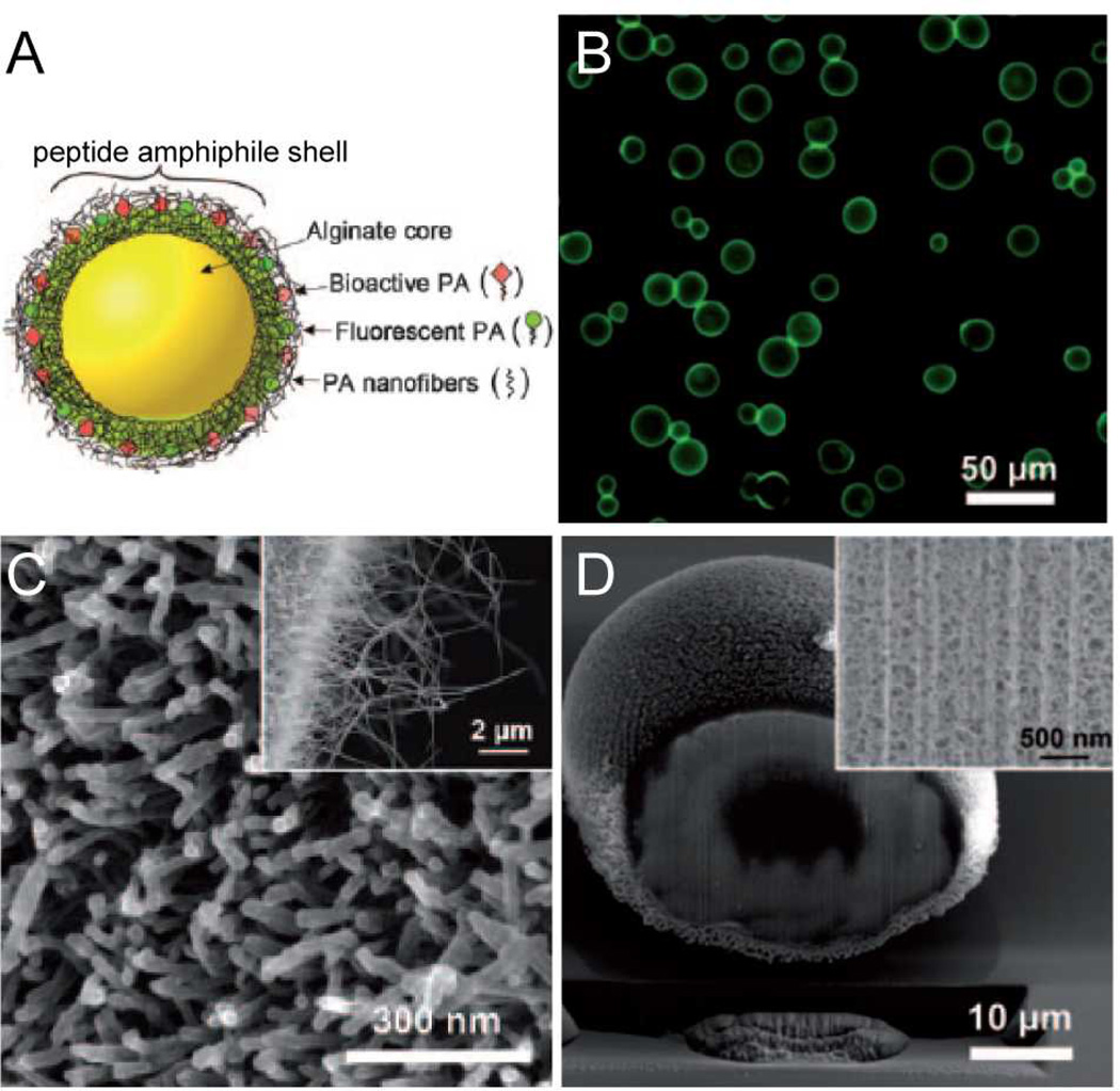 Fig. 10