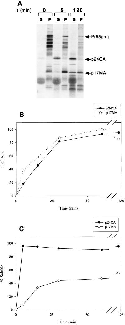 FIG. 1