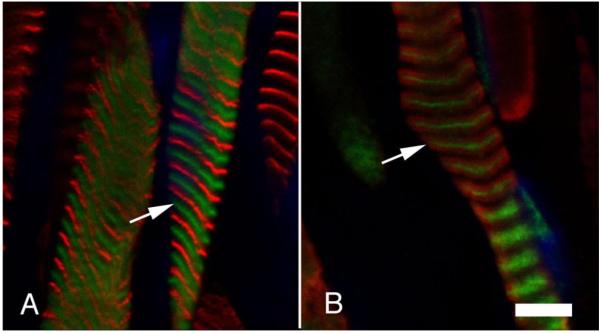 Figure 7