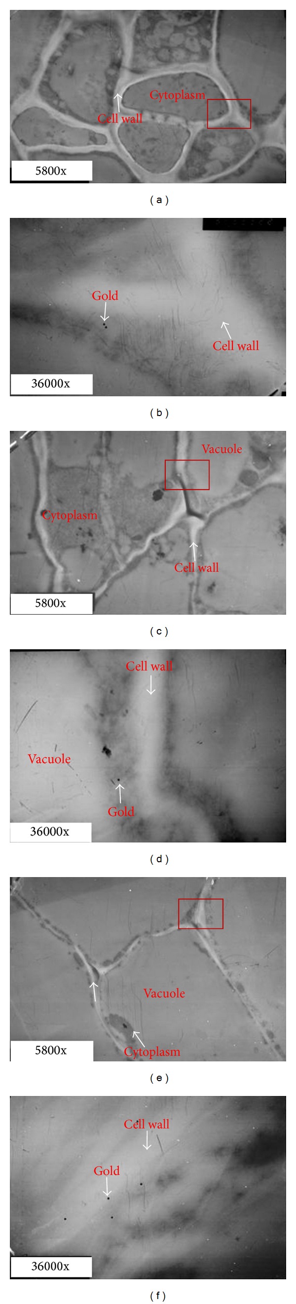 Figure 5