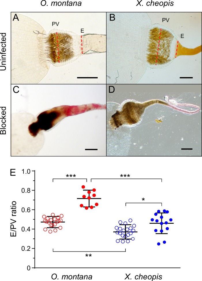 Fig 5