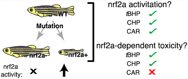 graphic file with name nihms-1654447-f0001.jpg