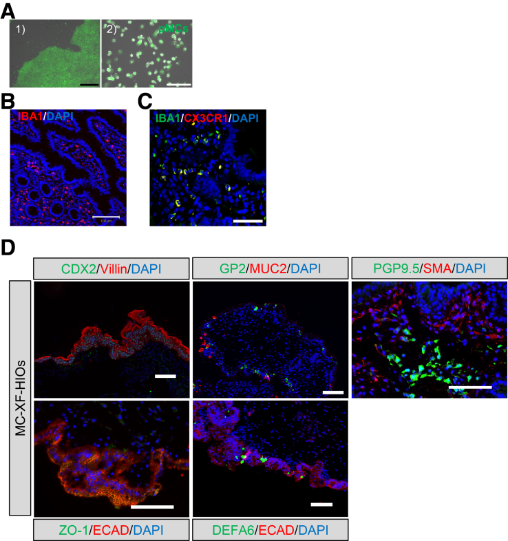 Supplementary Figure 1