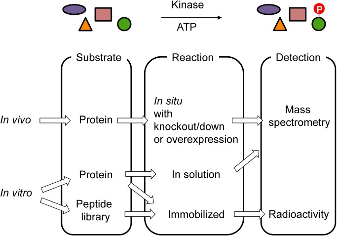 Fig. 1. Approaches for the identification of kinase substrates.