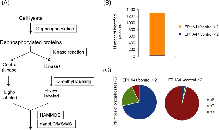 Fig. 3. Quantitative in vitro kinome profiling.