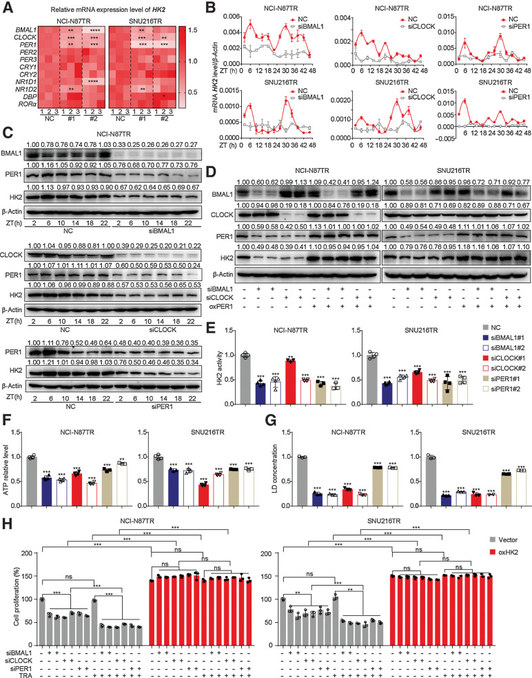 Figure 2. The BMAL1–CLOCK–PER1 axis triggers trastuzumab resistance via regulating HK2 circadian oscillation in TR cells. A, Heatmap of mRNA expression level of HK2 in TR cells with siRNA transfection of 11 core clock genes. NC, Normal contrast as the control group of siRNA, #1 or #2: The silencing group with one siRNA sequence of genes. B, qPCR analysis of mRNA levels of HK2 in synchronized TR cells transfected with siRNA of BMAL1, CLOCK, and PER1. C, WB analysis of HK2 and PER1 proteins in synchronized NCI-N87 TR cells infected with siRNA of BMAL1, CLOCK, and PER1. D, WB analysis of PER1 and HK2 proteins in PER1-overexpressing TR cells infected with siRNA of BMAL1 or CLOCK. E–G, The HK2 enzyme activity (E), ATP level (F), and lactic acid concentration (G) of TR cells infected with siRNA of BMAL1, CLOCK, and PER1. H, CCK8 assay was used to assess cell proliferation of TR cells treated with trastuzumab (TRA, 10 µg/mL) after transfection with siRNA of BMAL1, CLOCK, and PER1 with or without overexpressing HK2. Statistical analysis was performed using 3 (A, B, and F) or 4 (E, G, and H) samples. Student t test was performed in (A and E–H). Data are presented as mean ± SD. ****, P < 0.001; ***, P < 0.001; **, P < 0.01; *, P < 0.05; ns, P > 0.05. ATP, adenosine triphosphate; HK2, hexokinase 2; qPCR, quantitative polymerase chain reaction; siRNA, small-interfering RNA; SD, standard deviation; TR, trastuzumab-resistant; WB, Western blotting.