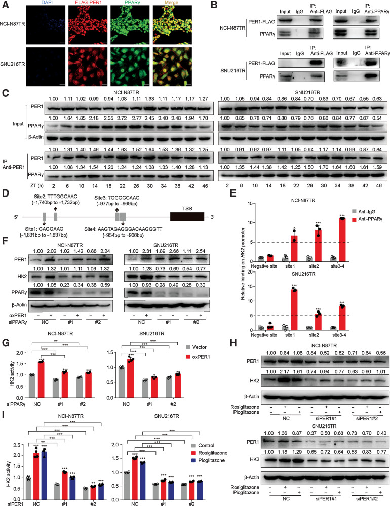 Figure 3. PER1 interacts with PPARγ to regulate the expression and rhythm of HK2. A, Representative IF images of PPARγ (green), Flag-tagged PER1 (red), and DAPI (blue) in TR cells transfected with Flag-tagged PER1 plasmid; scale bar, 75 µm. B, Co-IP assay showing the presence of a complex containing PER1 and PPARγ. Top, PER1–FLAG antibody coprecipitating PPARγ. Bottom, PPARγ antibody coprecipitating PER1-FLAG. Input, protein expression in cell lysates detected by WB. IgG, negative control. IP, expression of compound co-precipitated by PER1-FLAG or PPARγ antibody. C, Cells were synchronized by dexamethasone (100 nmol/L) for 2 hours, which was replaced by fresh medium (this time as ZT0), and then cells were harvested from 2 to 46 hours with 4 hours intervals. Co-IP assay shows the level of PER1 and PPARγ protein expression of cell lysates (Input). β-Actin serves as the loading control (top). The expressions of PER1 and PPARγ in compounds co-precipitated by PER1 antibody (IP) are shown (bottom). D, A schematic plot of transcription factor-binding sites of PPARγ on HK2 upstream promoter (2 Kb). E, TR cells were harvested for ChIP assay to detect the enrichment of PPARγ around the HK2 promoter. Immunoprecipitated DNA was analyzed by qPCR with specific primers. Anti-IgG antibody was used as the negative control (n = 3). F–G, WB (F) and HK2 enzyme activity (G) in TR cells after overexpression of PER1 and interference of PPARγ. H and I, WB (H) and HK2 enzyme activity (I) in TR cells after interfering PER1 with or without rosiglitazone (20 µmol/L), pioglitazone (20 µmol/L). Statistical analysis was performed using 4 samples in (G and I). Student t test was performed in (E, G, and I). Data are graphed as the mean ± SD; ***, P < 0.001; **, P < 0.01, * P < 0.05, ns P > 0.05. ChIP, Chromatin immunoprecipitation; HK2, hexokinase 2; IF, immunofluorescence; IgG, immunoglobulin; IP, immunoprecipitation; PPARγ, peroxisome proliferator-activated receptor gamma; qPCR, quantitative polymerase chain reaction; SD, standard deviation; TR, trastuzumab-resistant; WB, Western blotting; ZT, Zeitgeber time.