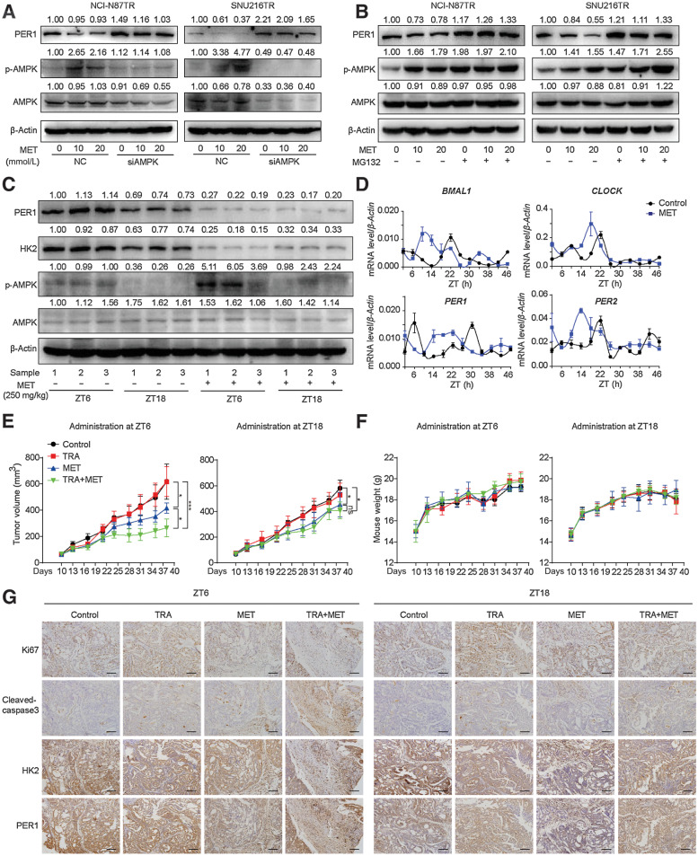 Figure 5. Administering the glycolysis inhibitor metformin based on HK2 circadian rhythm improves trastuzumab efficacy. A and B, Immunoblotting analysis of PER1, AMPK, and p-AMPK proteins in TR cells treated with MET with or without AMPK knockdown (A) or MG132 treatment (B). C, NCI-N87TR cells were subcutaneously injected in nude mice under a 12:12 h light/dark cycle with the lights on from ZT0 to ZT12. Mice were treated with PBS, trastuzumab (TRA, 10 mg/kg), metformin (MET, 250 mg/kg), or TRA combined with MET at ZT6 or ZT18. Immunoblotting analysis was performed to detect PER1, HK2, AMPK, and p-AMPK in PBS and MET groups at ZT6 or ZT18. D, Nude mice were killed at 4 hours intervals across the 24 hours light/dark cycle for two consecutive days. qPCR analysis of relative mRNA levels of clock genes BMAL1, CLOCK, PER1, and PER2 in PBS and MET (250 mg/kg) groups were shown (n = 3). E and F, Tumor volumes (E) and weight of nude mice (F) were calculated (n = 5). One-way ANOVA was used to calculate P values. G, Representative IHC images of Ki67, Cleaved-caspase3, PER1, and HK2 performed on serial sections of subcutaneous tumors of xenograft nude mice; scale bar, 140 µm. Data are graphed as the mean ± SD; ***, P < 0.001; **, P < 0.01; *, P < 0.05; ns, P > 0.05. AMPK, adenosine monophosphate-activated protein kinase; ANOVA, analysis of variance; HK2, hexokinase 2; IHC, immunohistochemistry; MET, metformin; PBS, phosphate-buffer saline; qPCR, quantitative polymerase chain reaction; SD, standard deviation; TR, trastuzumab-resistant; ZT, Zeitgeber time.