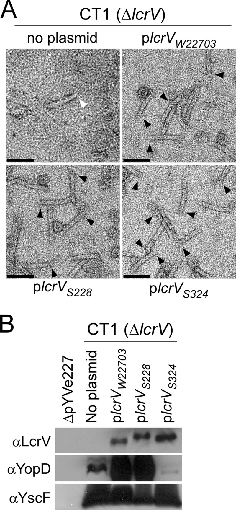 Fig 5