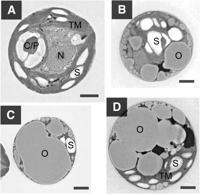 Fig. 5