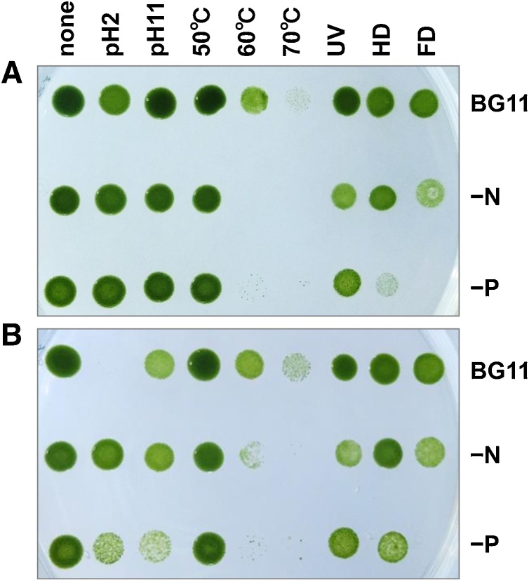 Fig. 8