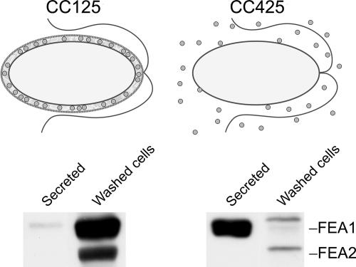 FIG. 7.