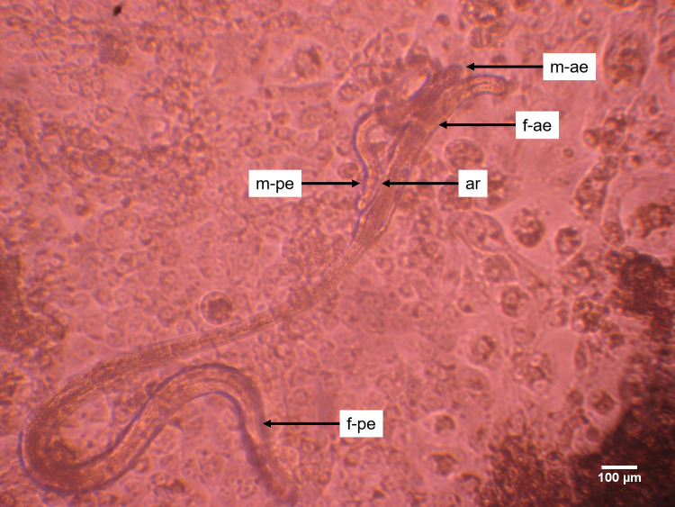 Fig 6