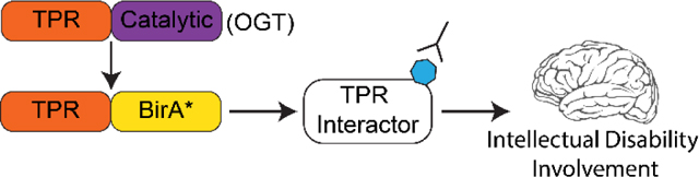 graphic file with name nihms-1752607-f0007.jpg