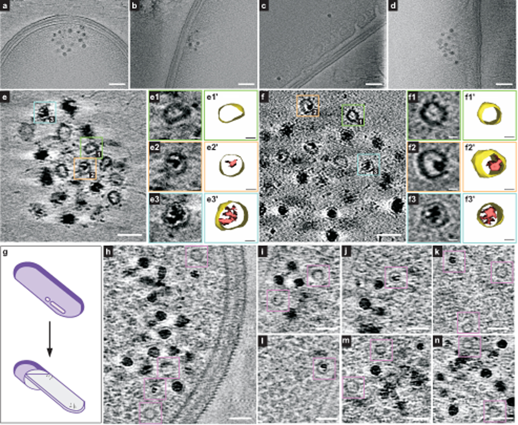 Fig. 4 |