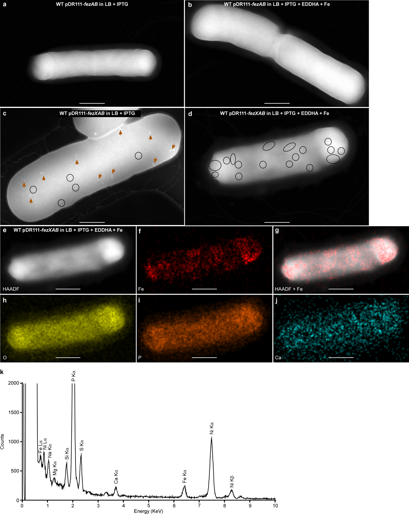 Extended Data Fig. 8 |